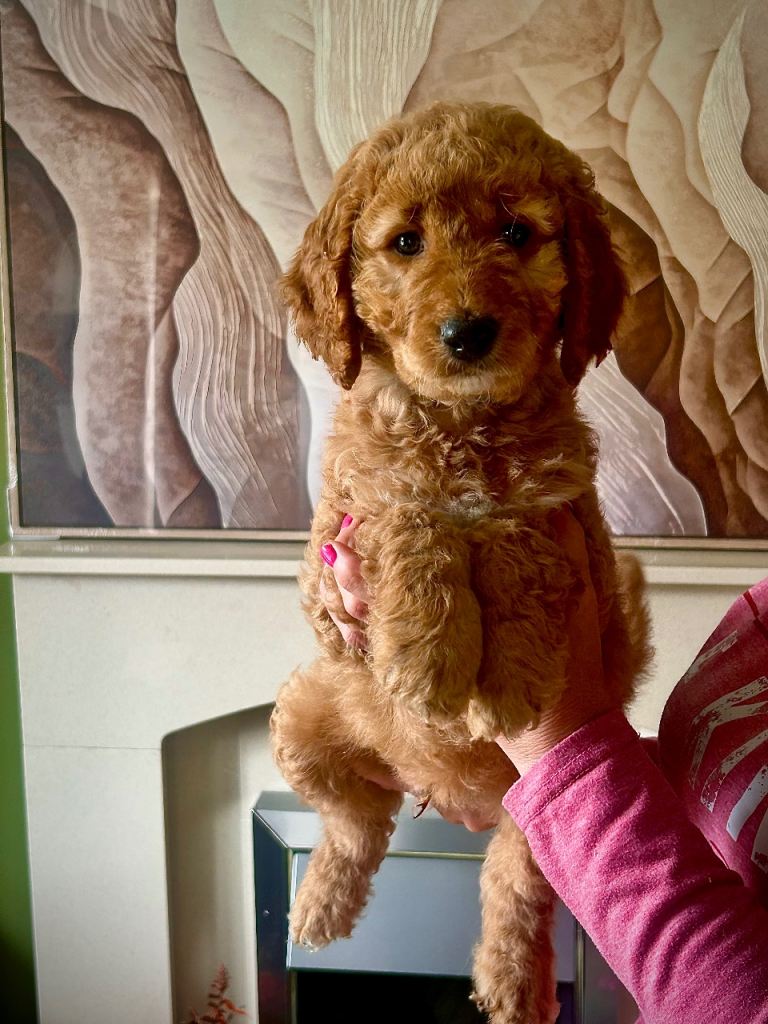 Australian Double Doodle - Boys and a Girl 