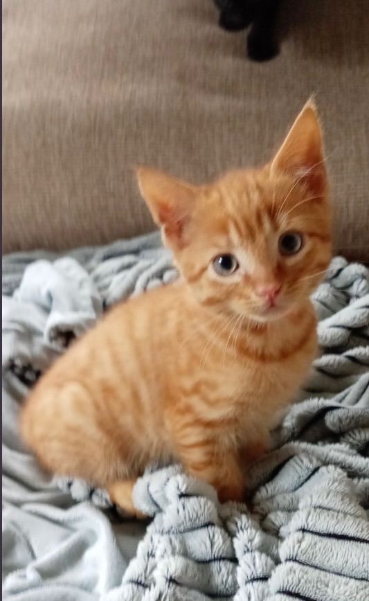 Affectionate male ginger kitten 9 weeks