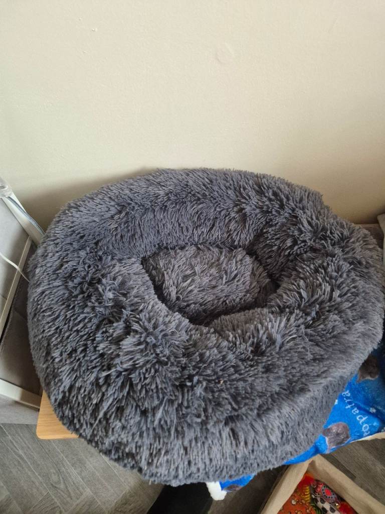 Free cat items