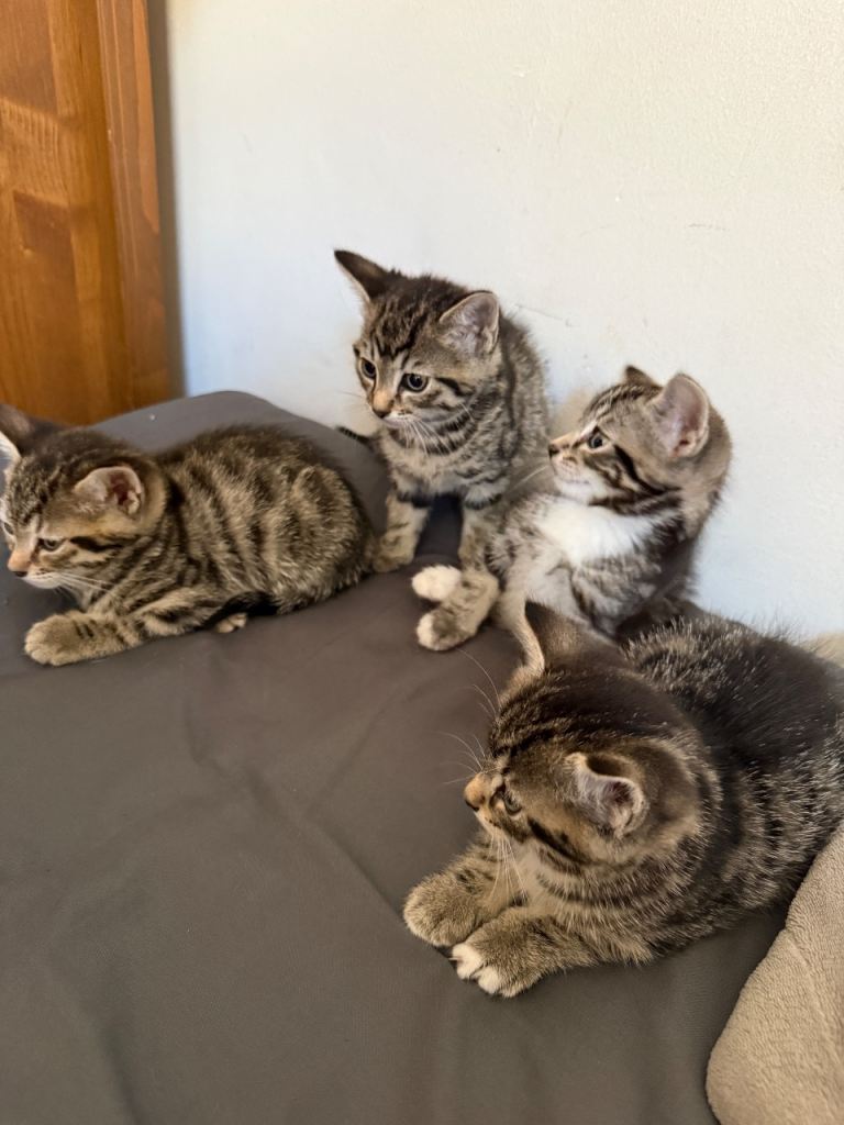 Adorable kittens for sale