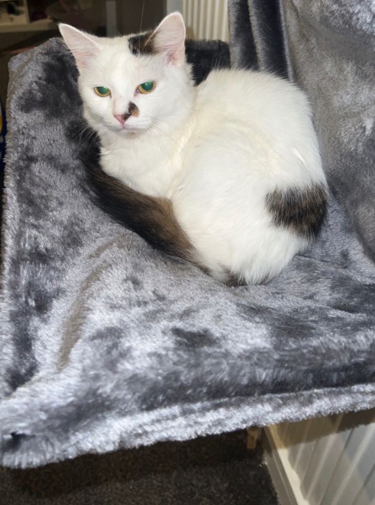 5 year old Turkish angora called baby 