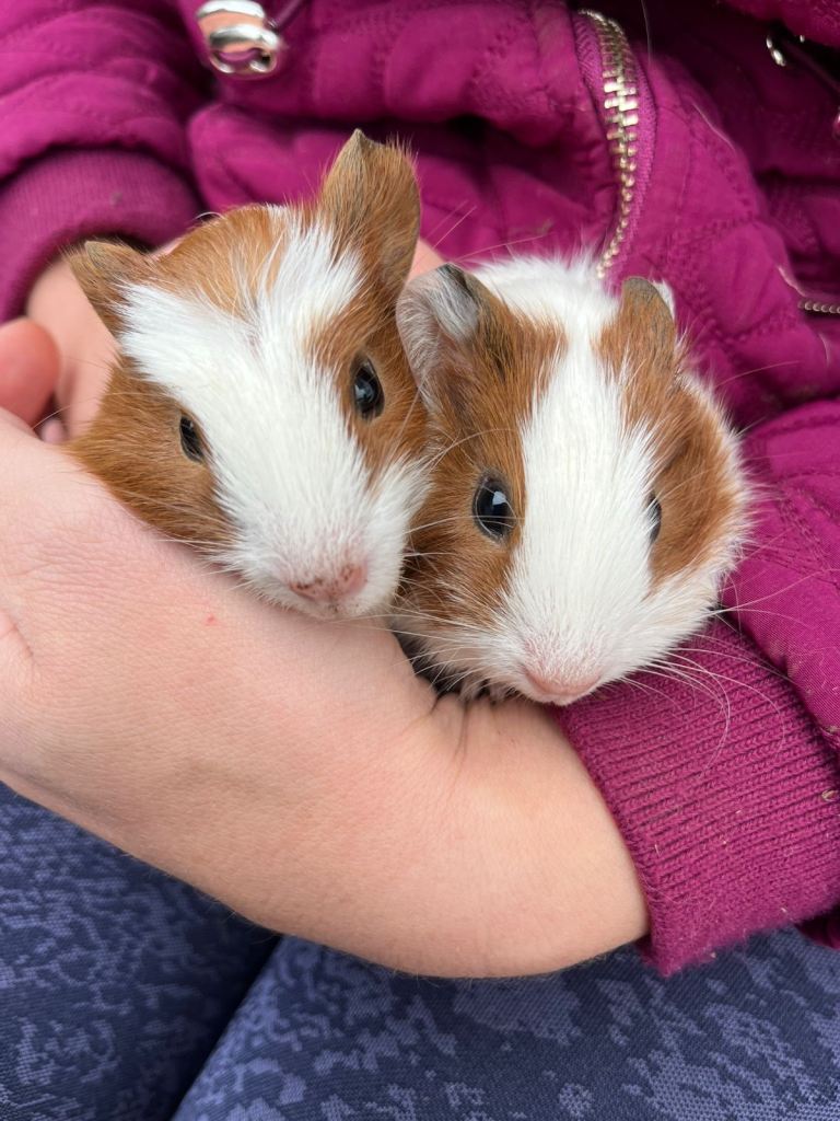 Beautiful tan and white litter 