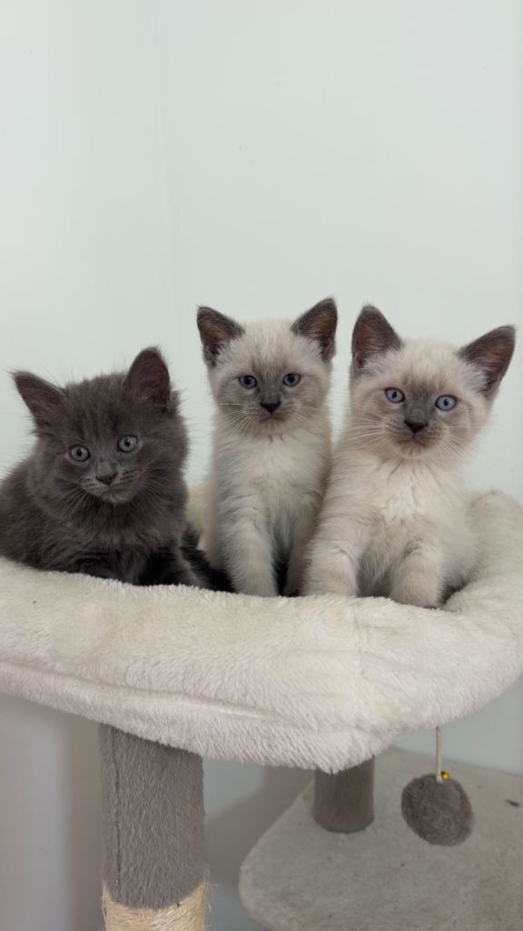 British short hair & ragdoll