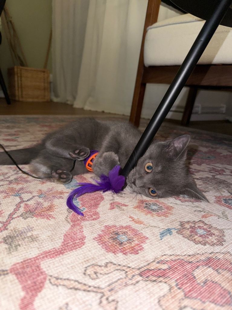 British shorthair kitten 