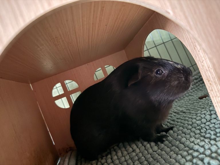 X3 Male Guinea Pigs for sale 