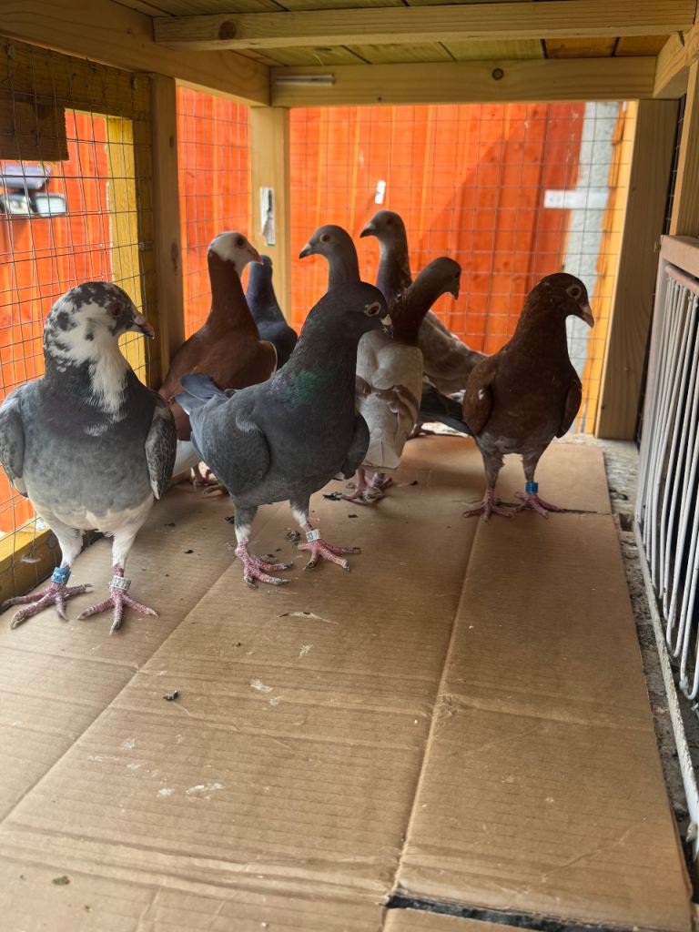 Pigeons 
