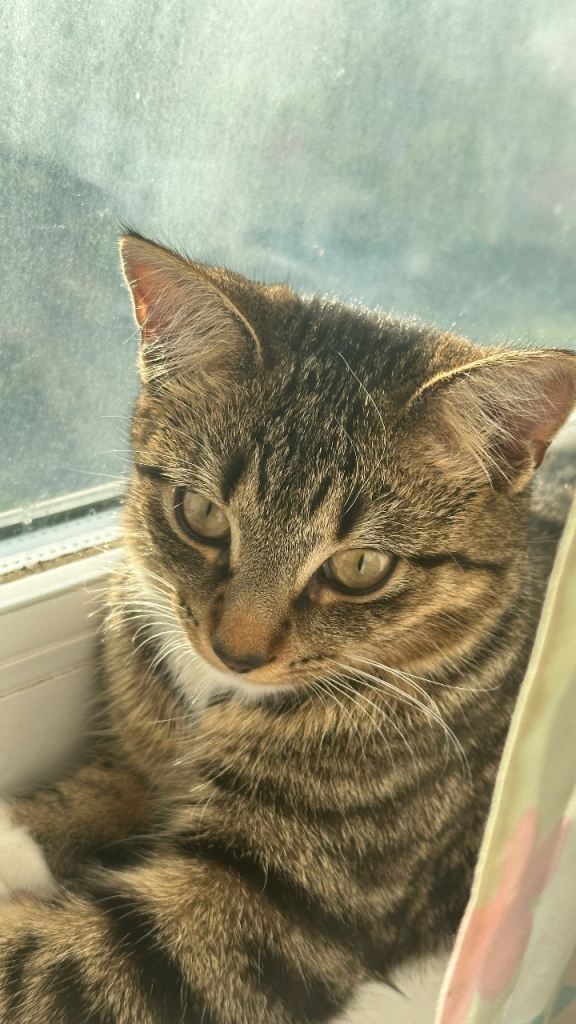  kitten 