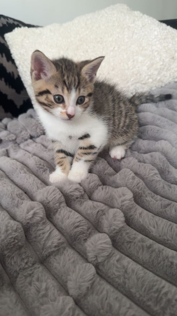 Tabby kitten **ready now**