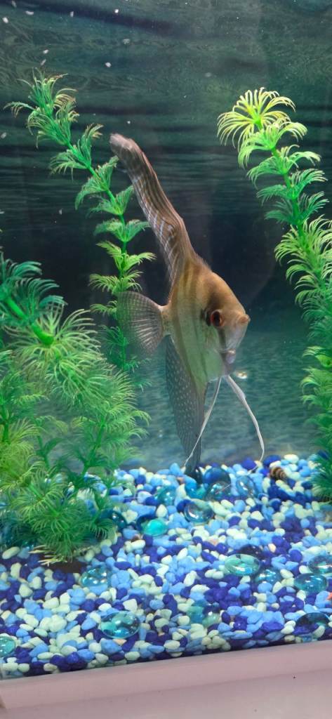 Tropical fish 