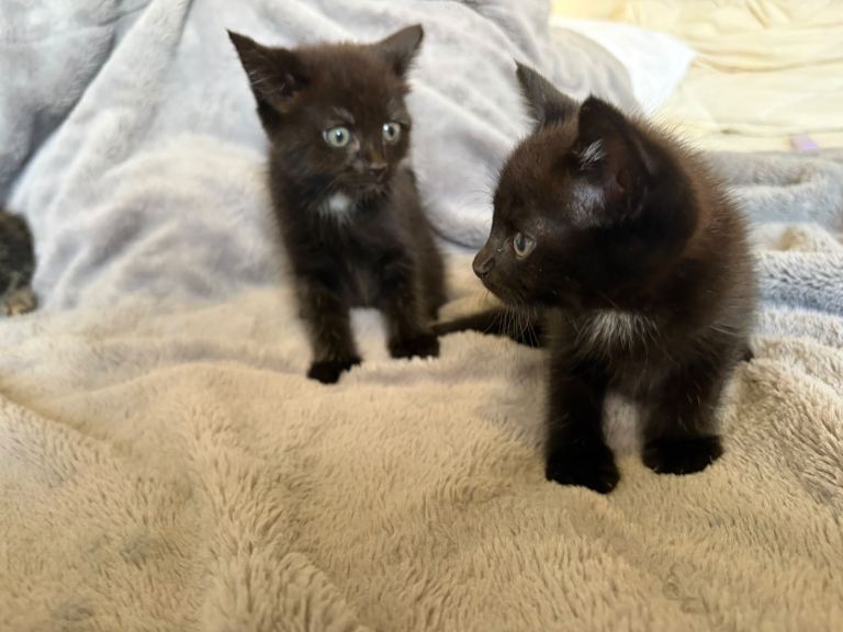 Domestic Black Kittens