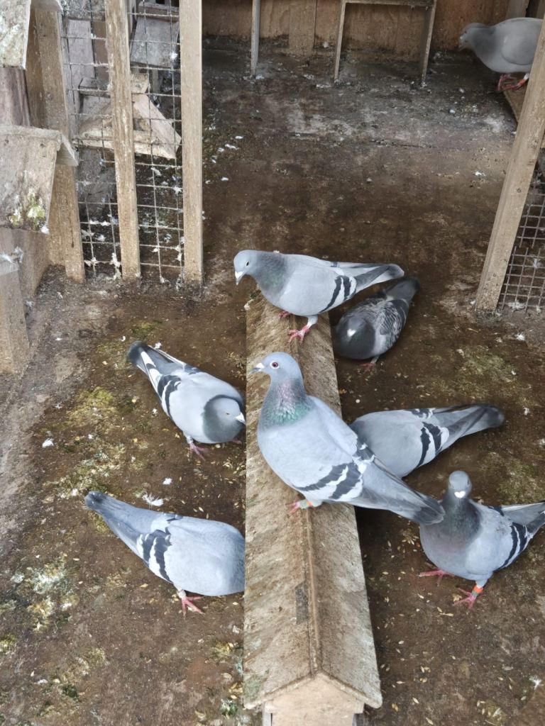 Racing Pigeons For Sale!