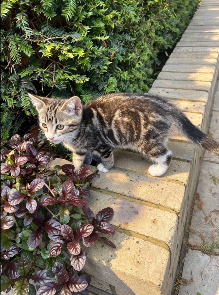 2 kittens for sale / ready to leave now / 11 weeks old 
