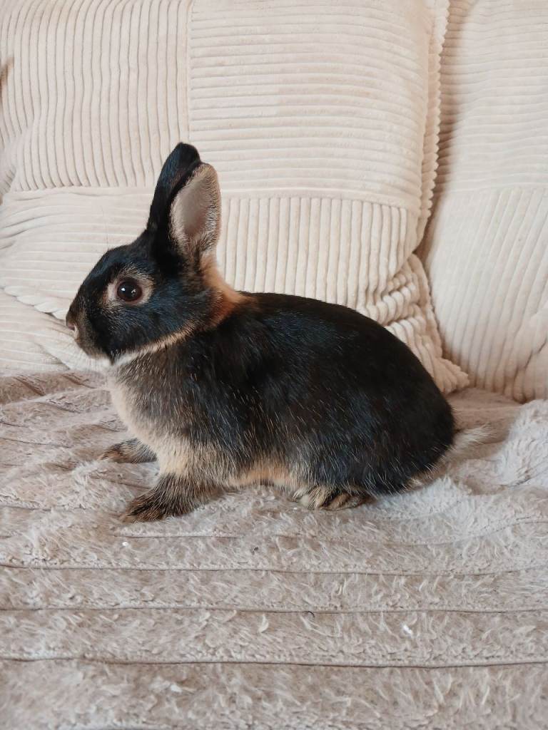 Netherland dwarf baby  rabbits
