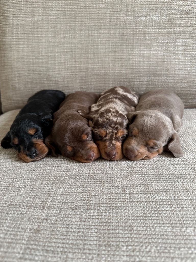 Miniature Dachshund Puppies – Full Bred