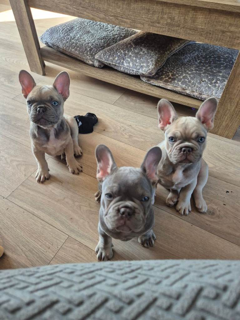 Frenchie puppies for sale , 