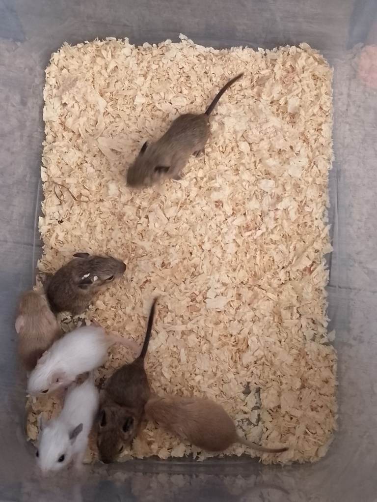 Baby degus for sale