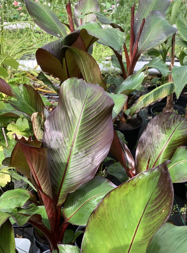 BANANA PLANTS for sale 