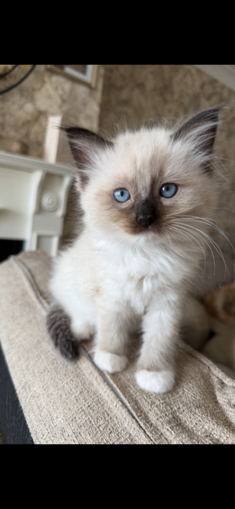 🌺 BEAUTIFUL RAGDOLL KITTENS FOR SALE 🌺