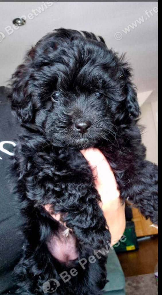 Pomapoo x Toy Poodle Puppies 🐾 