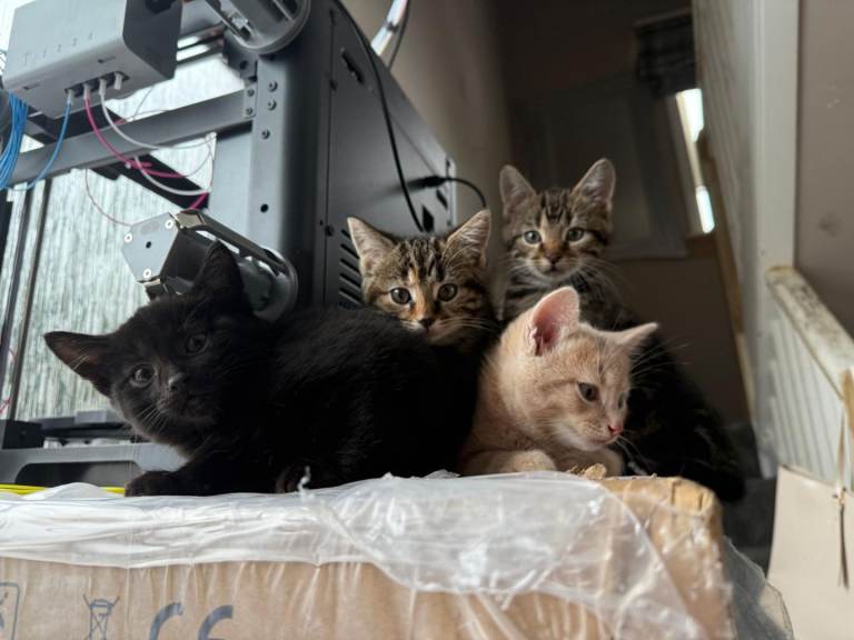 Gorgeous kittens(all reserved)