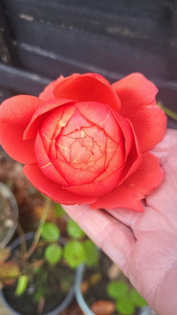 David Austin Summer Song x 2