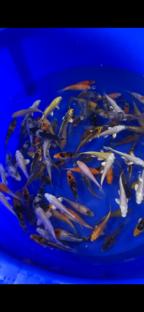 3-4 inch Koi 