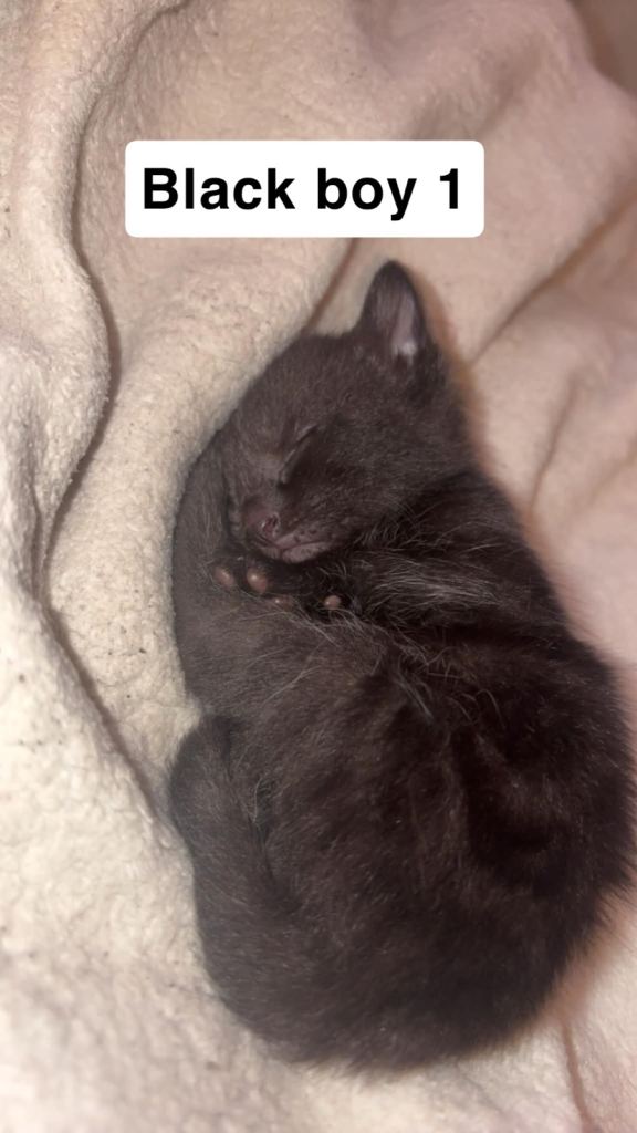 Kittens 