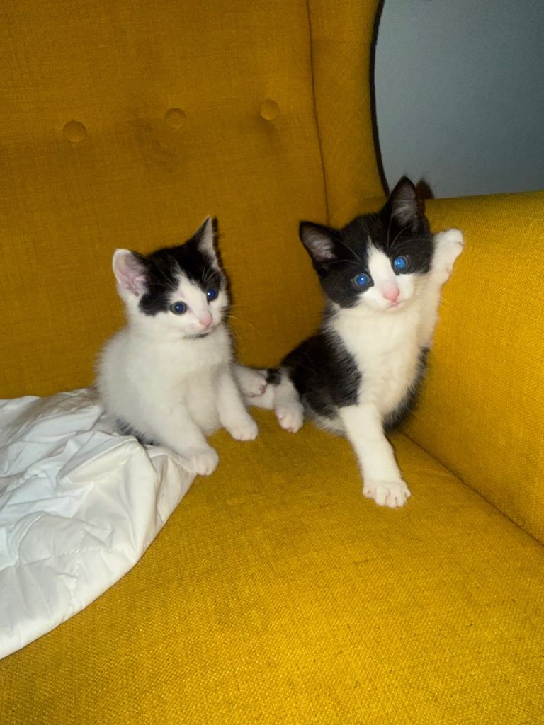 Kittens for sale