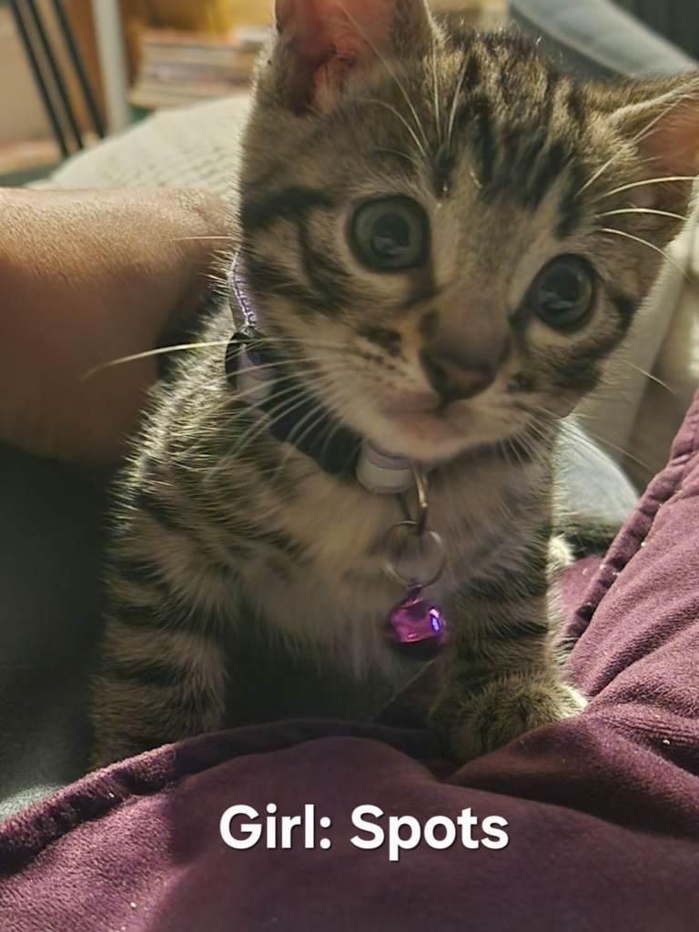 2 Gorgeous Bengal X Kittens remaining from a strong TICA line