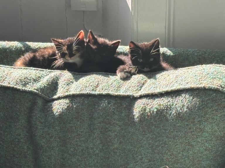3 kittens for sale 