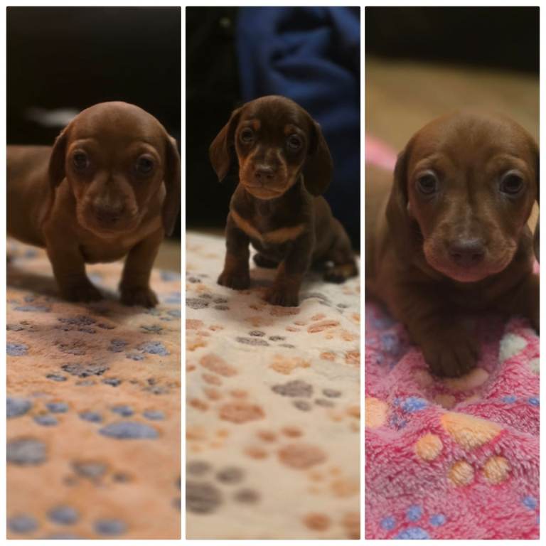 KC Miniature daschund puppies 