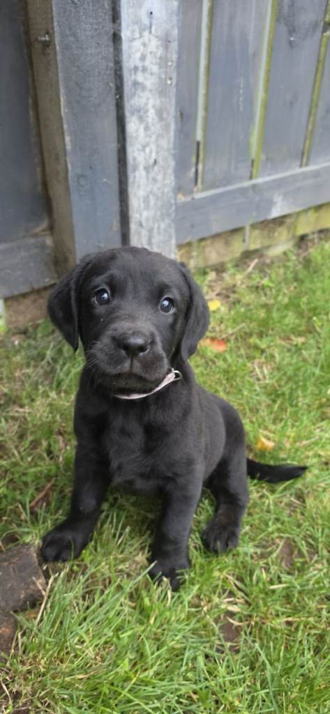 *last 1* Labrador Springer Pup 'Springador'