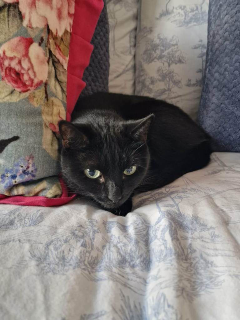 Two 5 year old full black cats