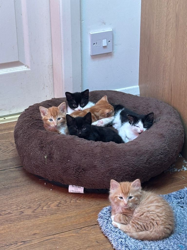 6 beautiful kittens ready to go 