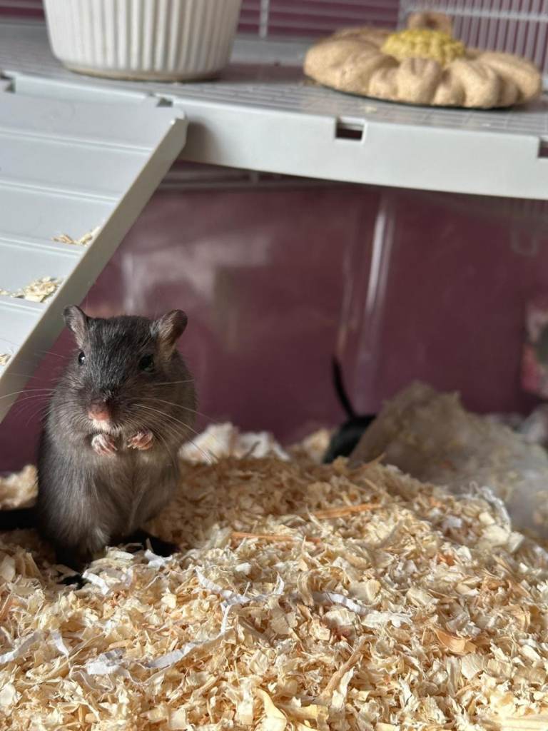 2 gerbils 