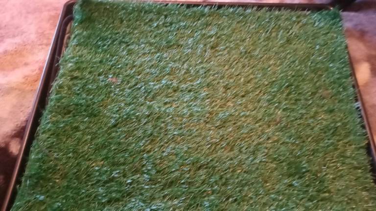 Puppy pee pad training new £10