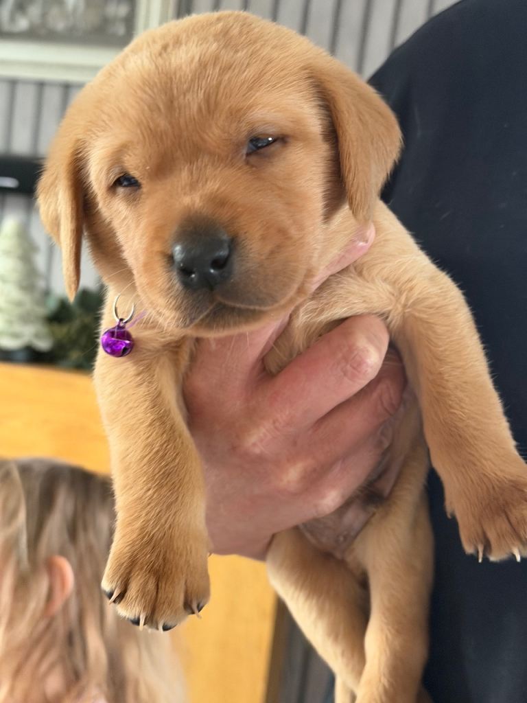 Labrador puppies 