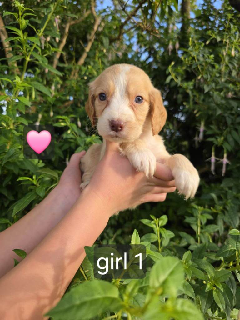 Cocker spaniel (working)