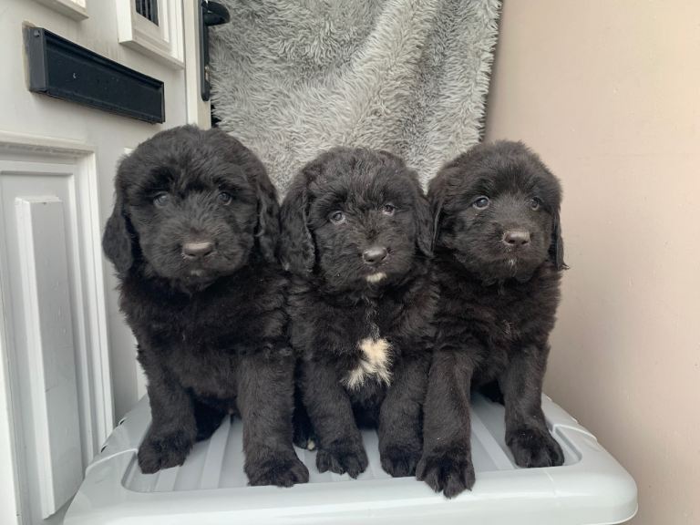 Beautiful Bernedoodle puppies 