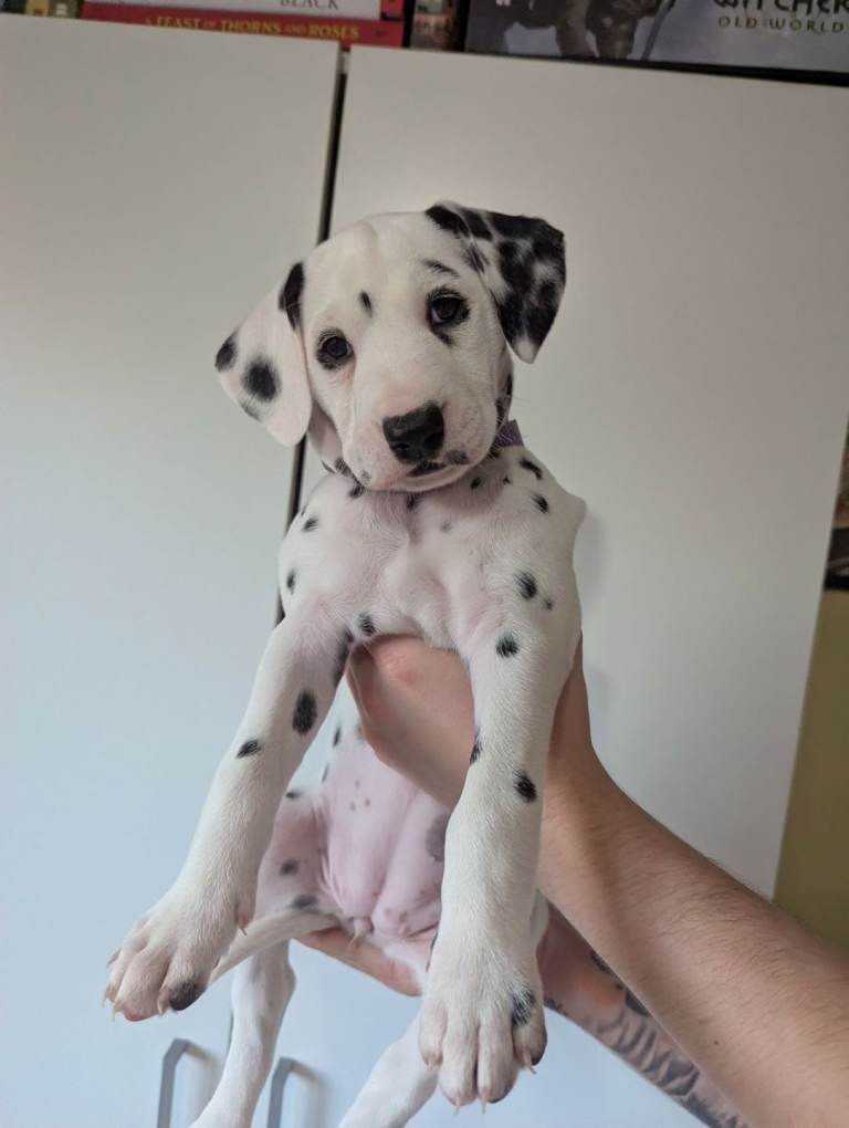 Dalmatian Puppies for Sale 