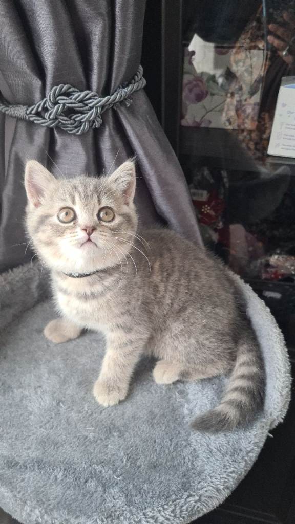 Adorable Bristh ShortHair kittens