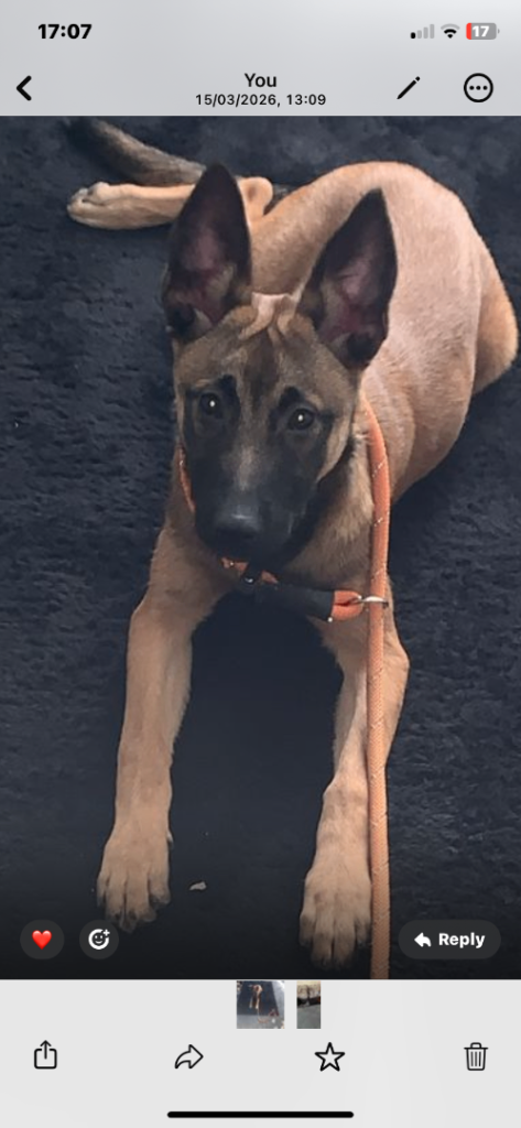 Belgium malinois female puppy 