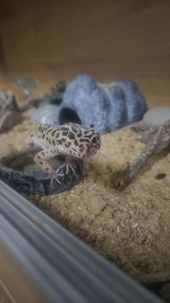 Leopard Gecko & 4ft Enclosure 