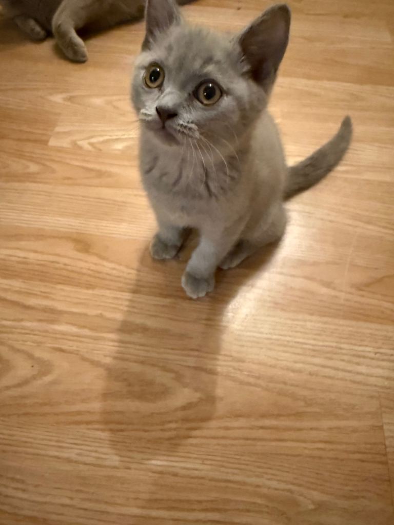 Kittens BSH 