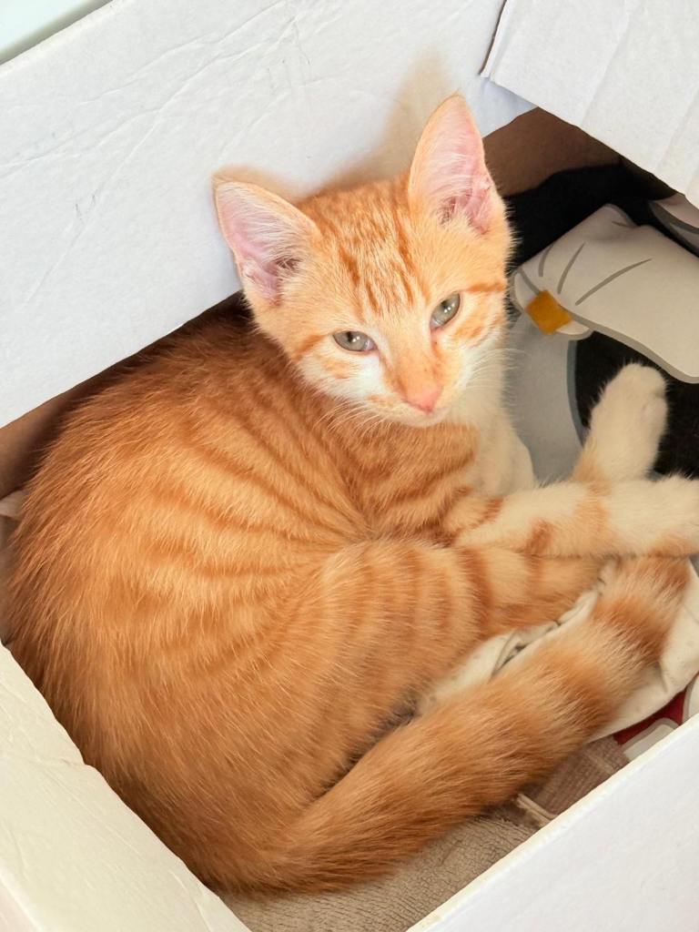 Kitten rehoming 