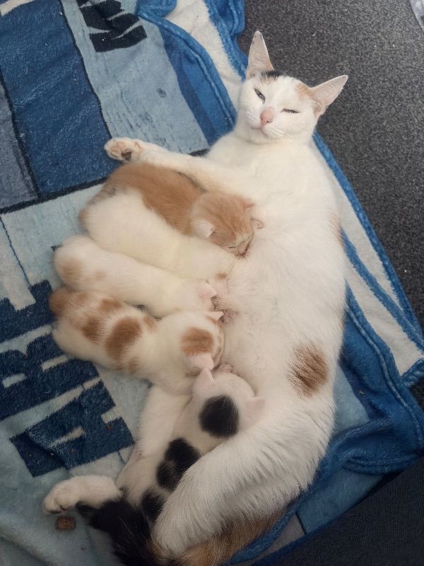 Boy kittens 