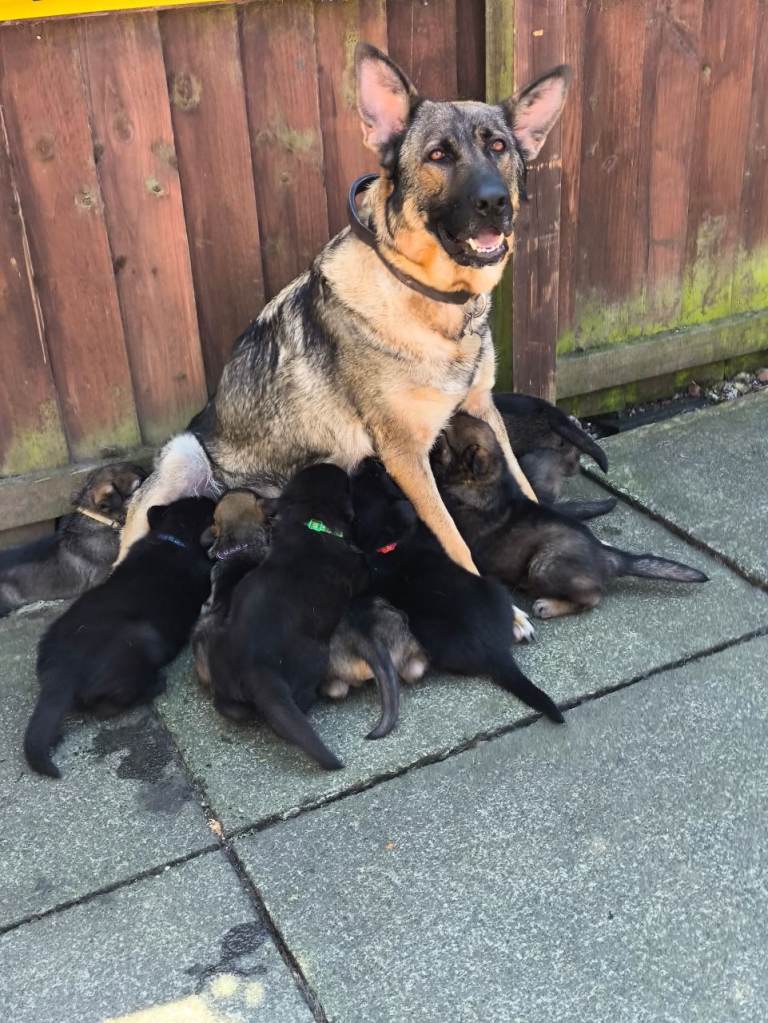 German shepherd puppies 