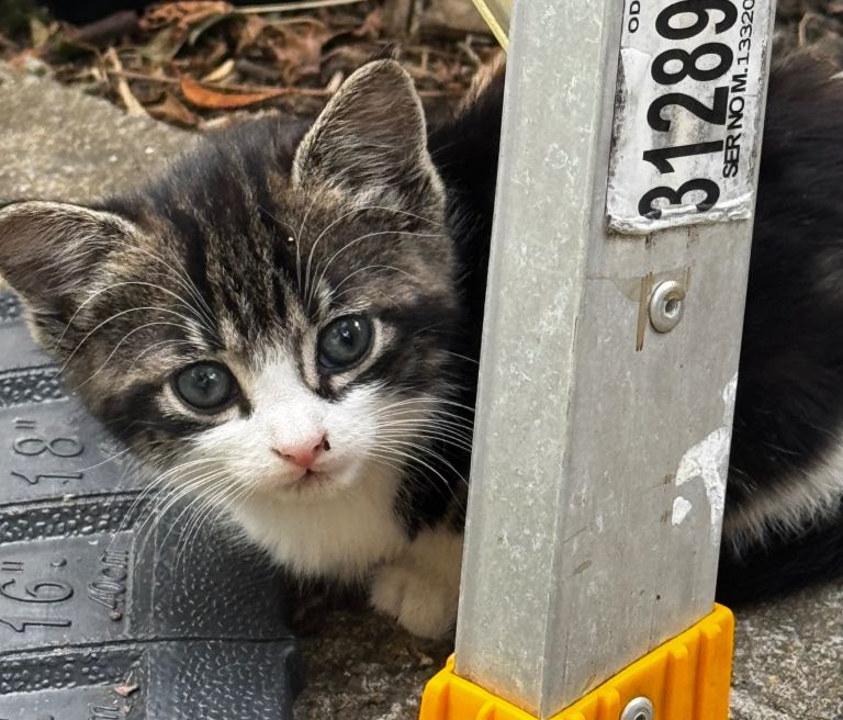 Kittens For Sale 