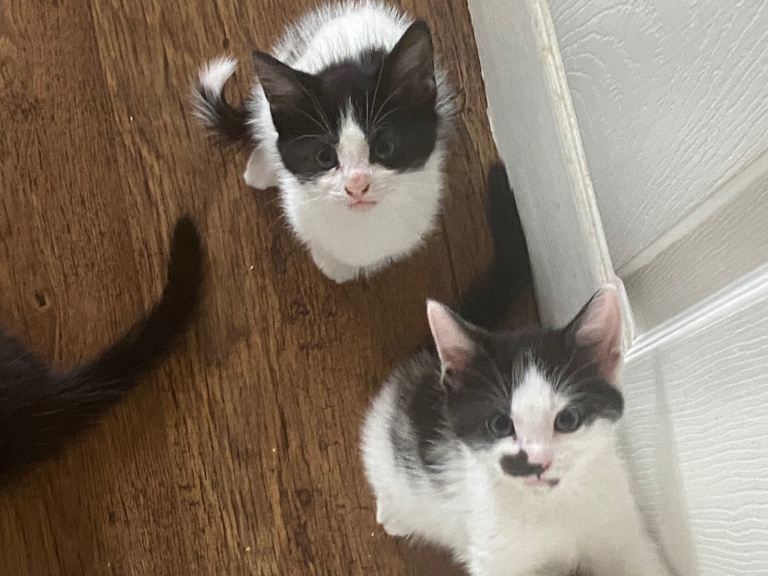 7 kittens 