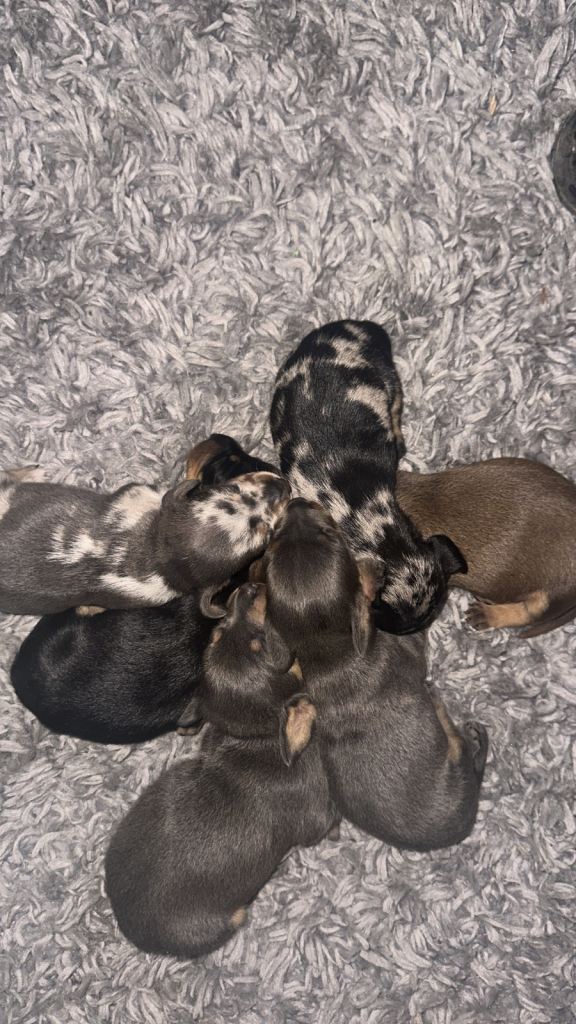 Dachshund puppies 